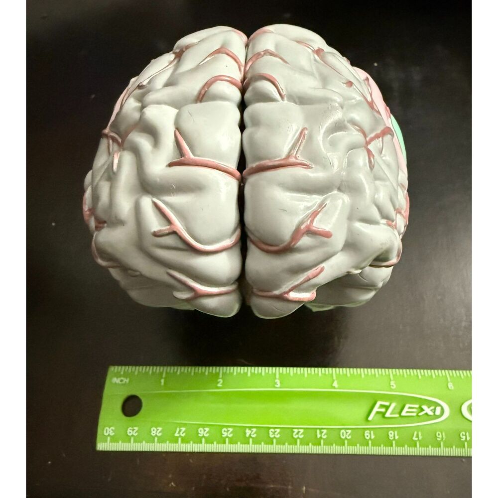 Life Size Human Brain Model - Medical Teaching (w/ 4 sections) EUC - Picture 9 of 10
